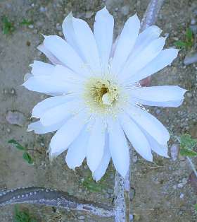  Peniocereus greggii v. transmontanus 