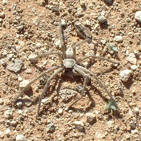  Olios giganteus