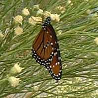  Hypostrymon critola