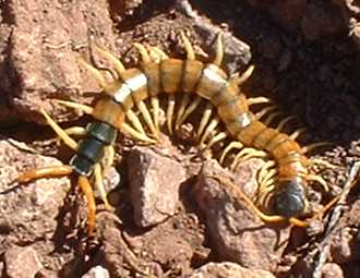  Scolopendra heros