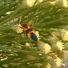 Oncopeltus fasciatus