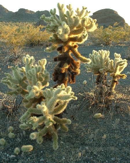  Cylindropuntia bigelovii
