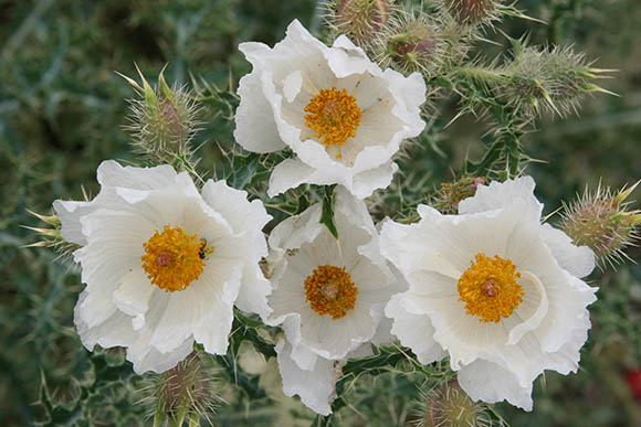  Argemone gracilenta