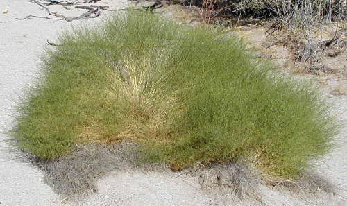  Ambrosia salsola var. pentalepis