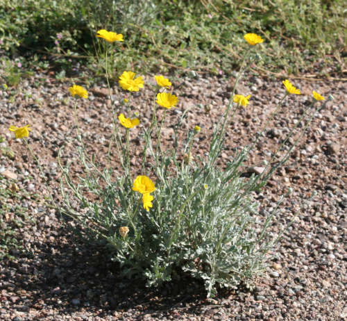  Baileya multiradiata