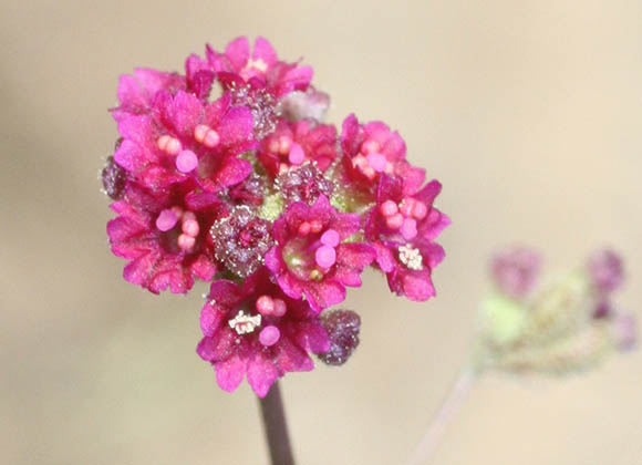  Boerhavia coccinea