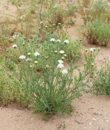  Chaenactis stevioides