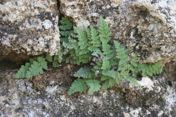 Cheilanthes parryi (D.C.Eaton) Domin