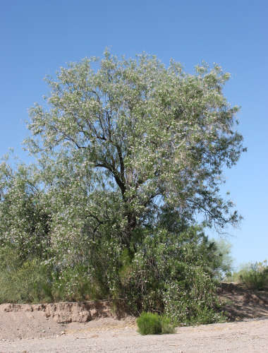  Chilopsis linearis ssp. Arcuata