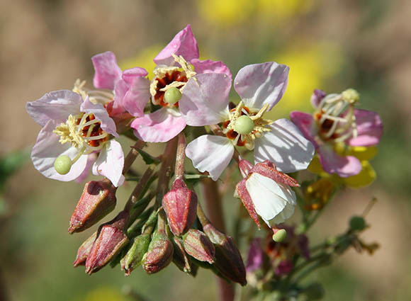  Chylismia claviformis ssp.peeblesii