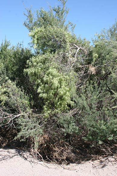  Clematis drummondii