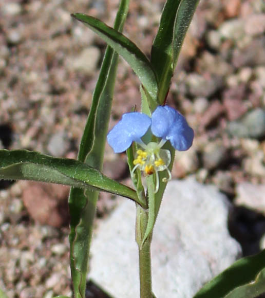  Commelina erecta