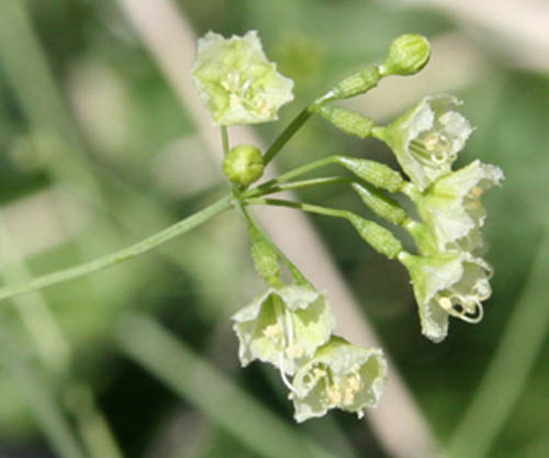  Commicarpus scandens