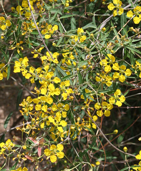  Cottsia gracilis
