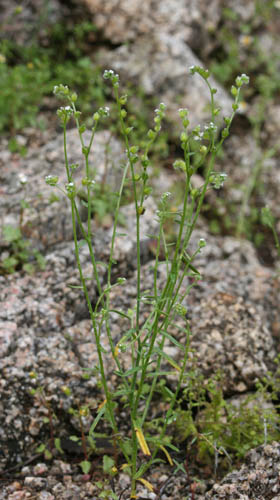  Cryptantha pterocarya var. cycloptera