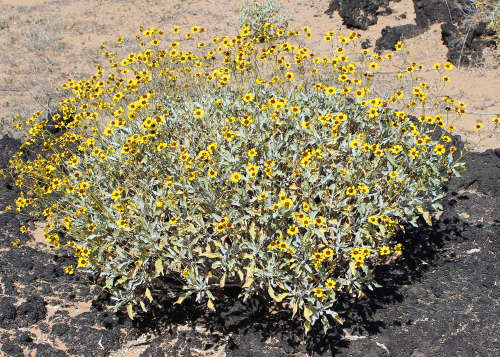  Encelia farinosa