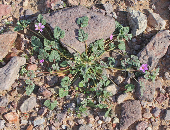  Erodium texanum