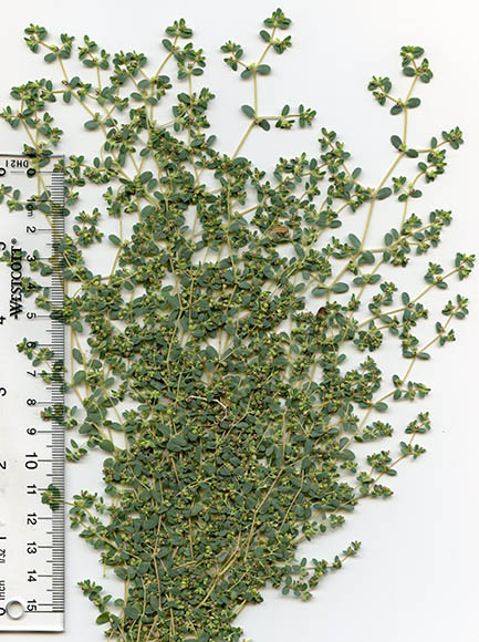  Euphorbia polycarpa