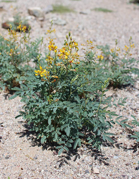  Hoffmanseggia glauca (Ortega) Eifert