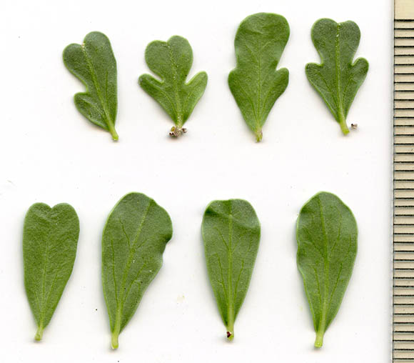  Jatropha cuneata