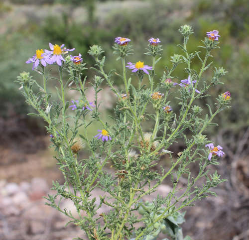  Machaeranthera tagetina