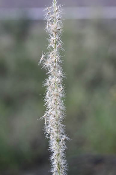  Pappophorum vaginatum