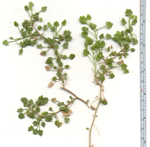 Pleurocoronis laphamioides
