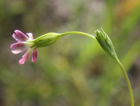  Silene antirrhina