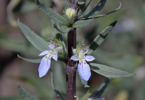 Teucrium cubense subsp. depressum