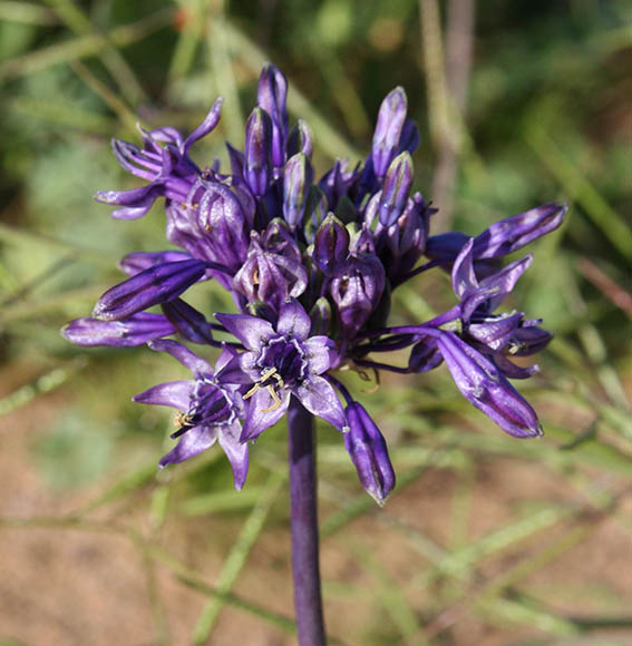  Triteleiopsis palmeri