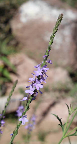  Verbena xylopoda