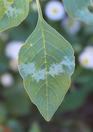  Amaranthus palmeri