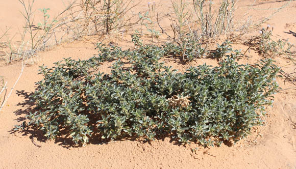  Argythamnia serrata (Torrey) Muller Argoviensis