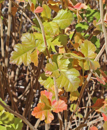  Rhus aromatica v. trilobata