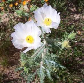  Argemone gracilenta