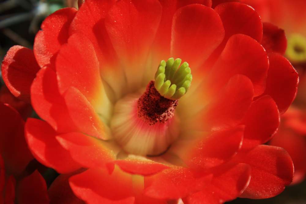 Therese Wilson, Hedgehog Flower