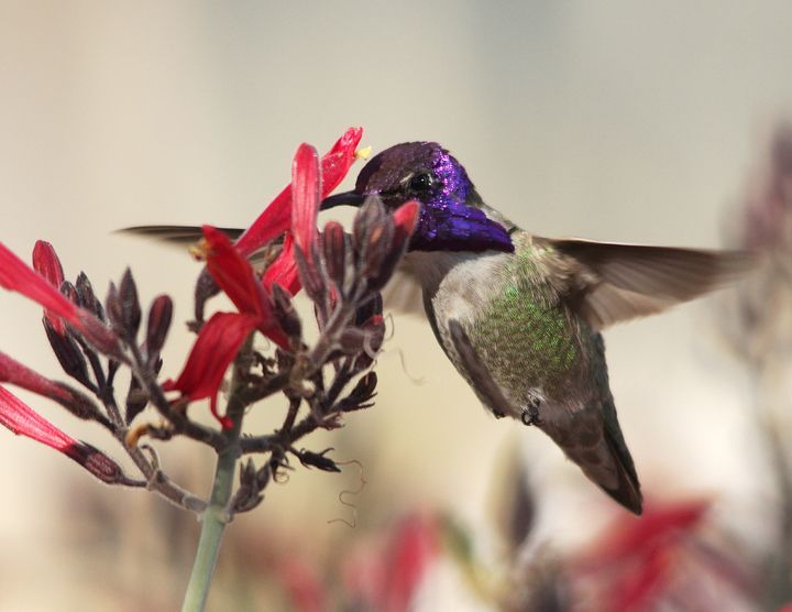 2nd Costa's Hummingbird, Hank Jorgenson