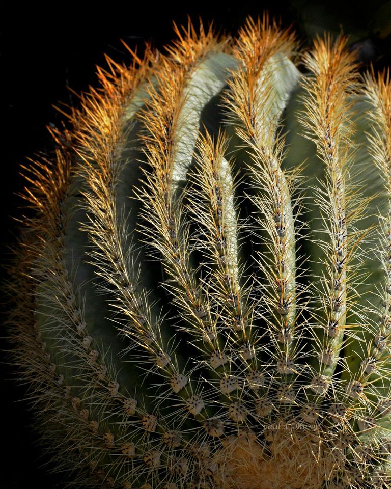 Saguaro Study, Paul Johnson